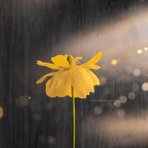 免费黄色99网址
